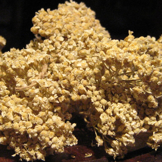 Αχιλλέα (Yarrow Bushes, Achillea Millefolium) Αχιλλέα (Yarrow Bushes, Achillea Millefolium)
