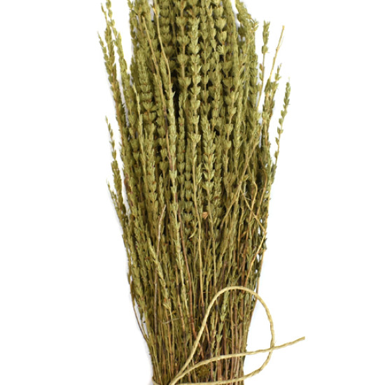 ΥΣΣΩΠΟΣ (ΚΥΠΑΡΙΣΣΑΚΙ,Hyssopus, hyssop) ΥΣΣΩΠΟΣ (ΚΥΠΑΡΙΣΣΑΚΙ,Hyssopus, hyssop)